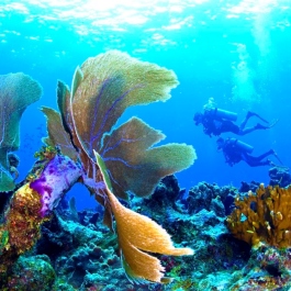 sea_fan_divers_rgb