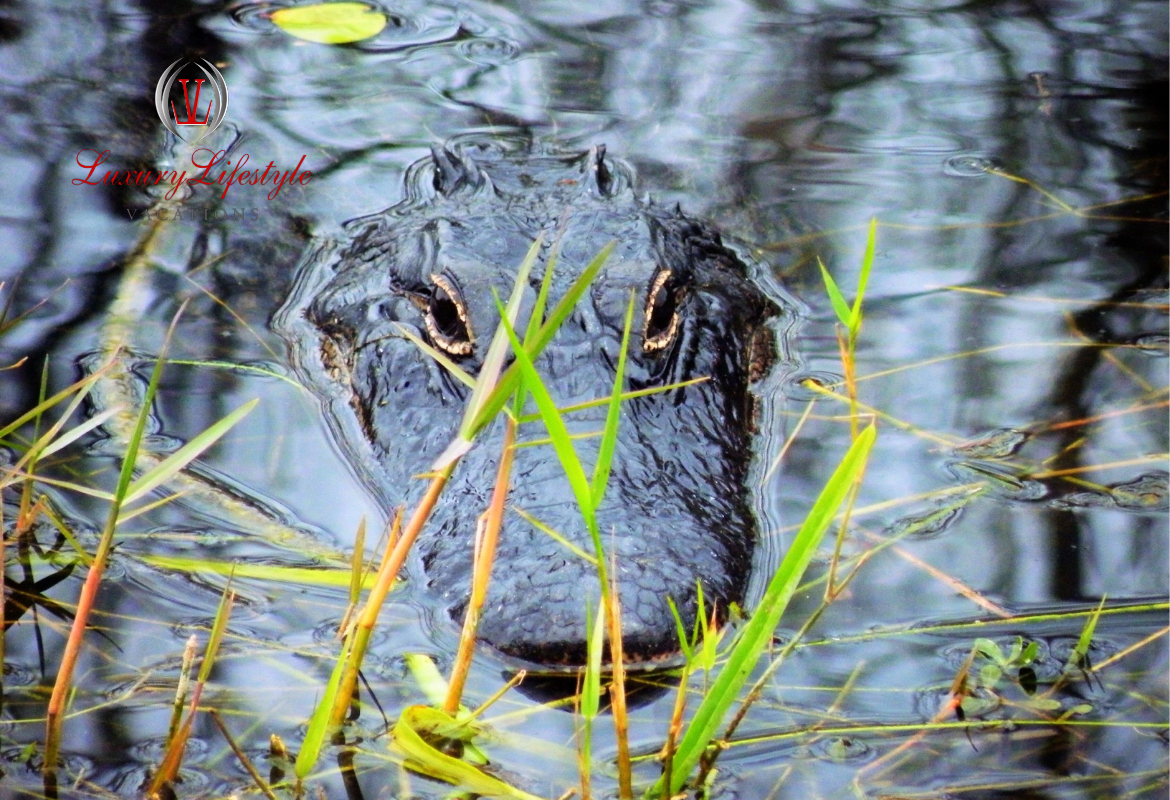 Fort Lauderdale – Everglades Airboat Tour and Alligator Show