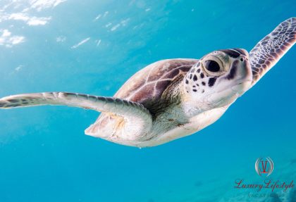 Cancun – Tulum Ruins & Turtle Swim