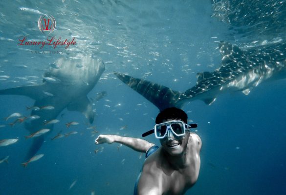 Cabo San Lucas – Snorkel with Whale Sharks